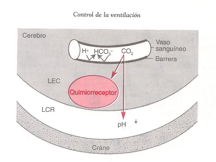 Quimiorreceptor central