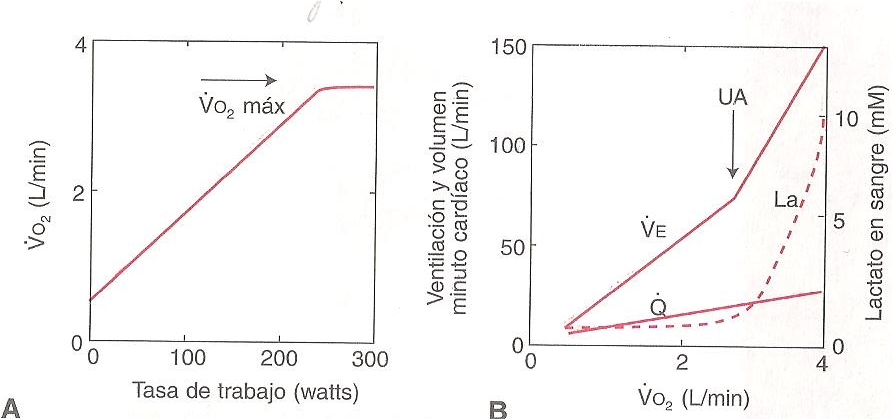 Ejercicio y ventilación